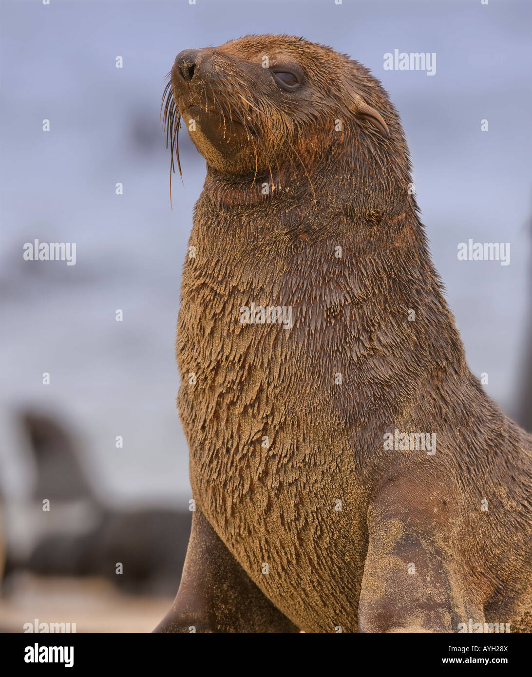 Close up of South African Fur Seal, Namibia, Africa Stock Photo