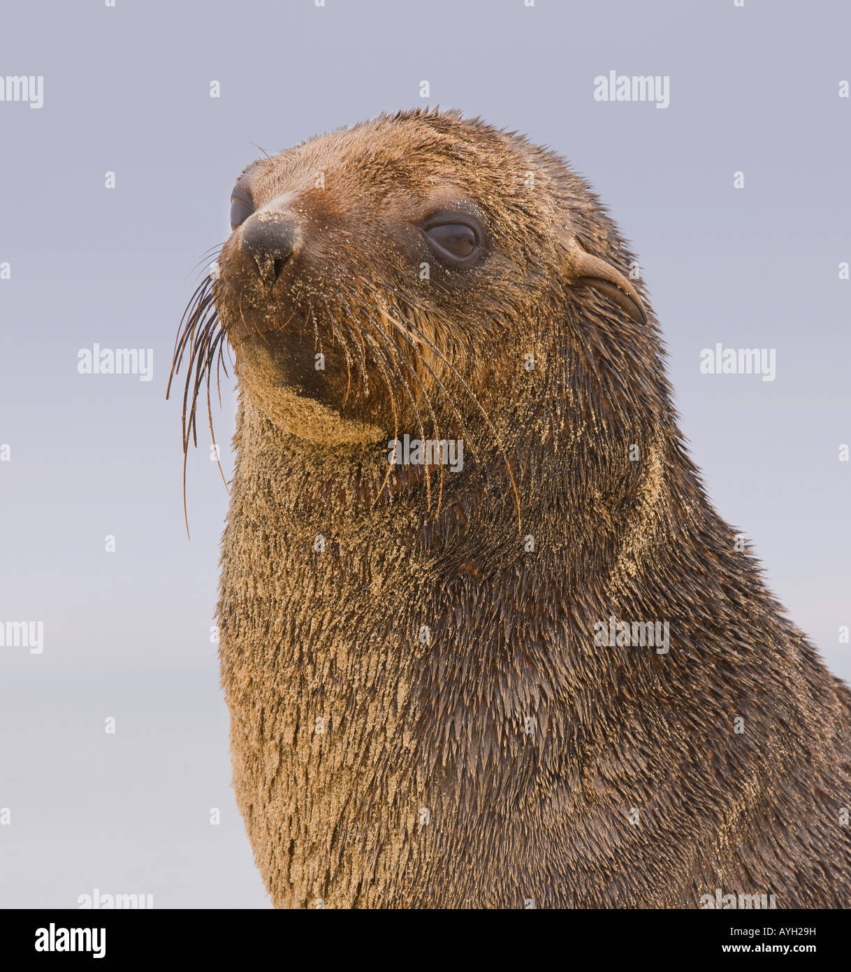 Close up of South African Fur Seal, Namibia, Africa Stock Photo