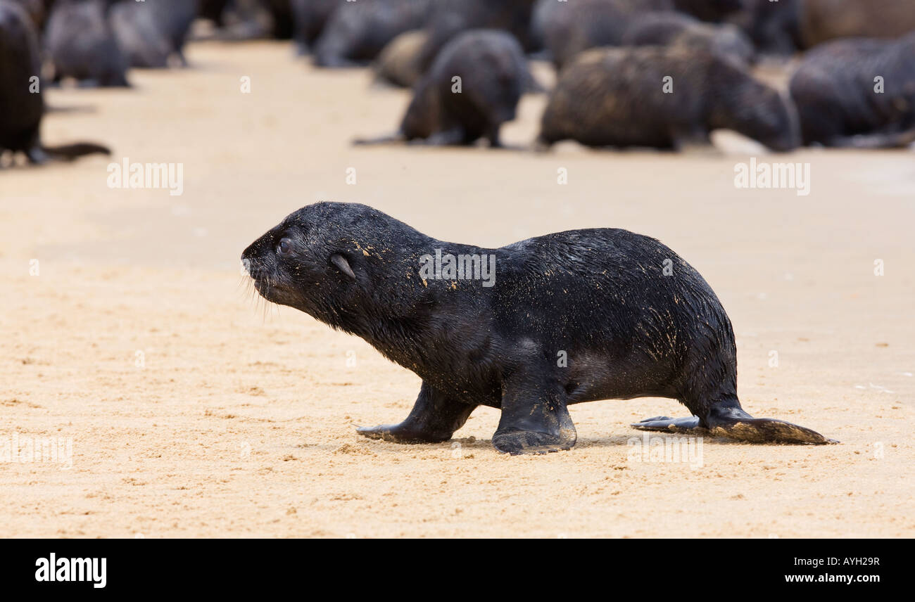 Close up of baby South African Fur Seal, Namibia, Africa Stock Photo