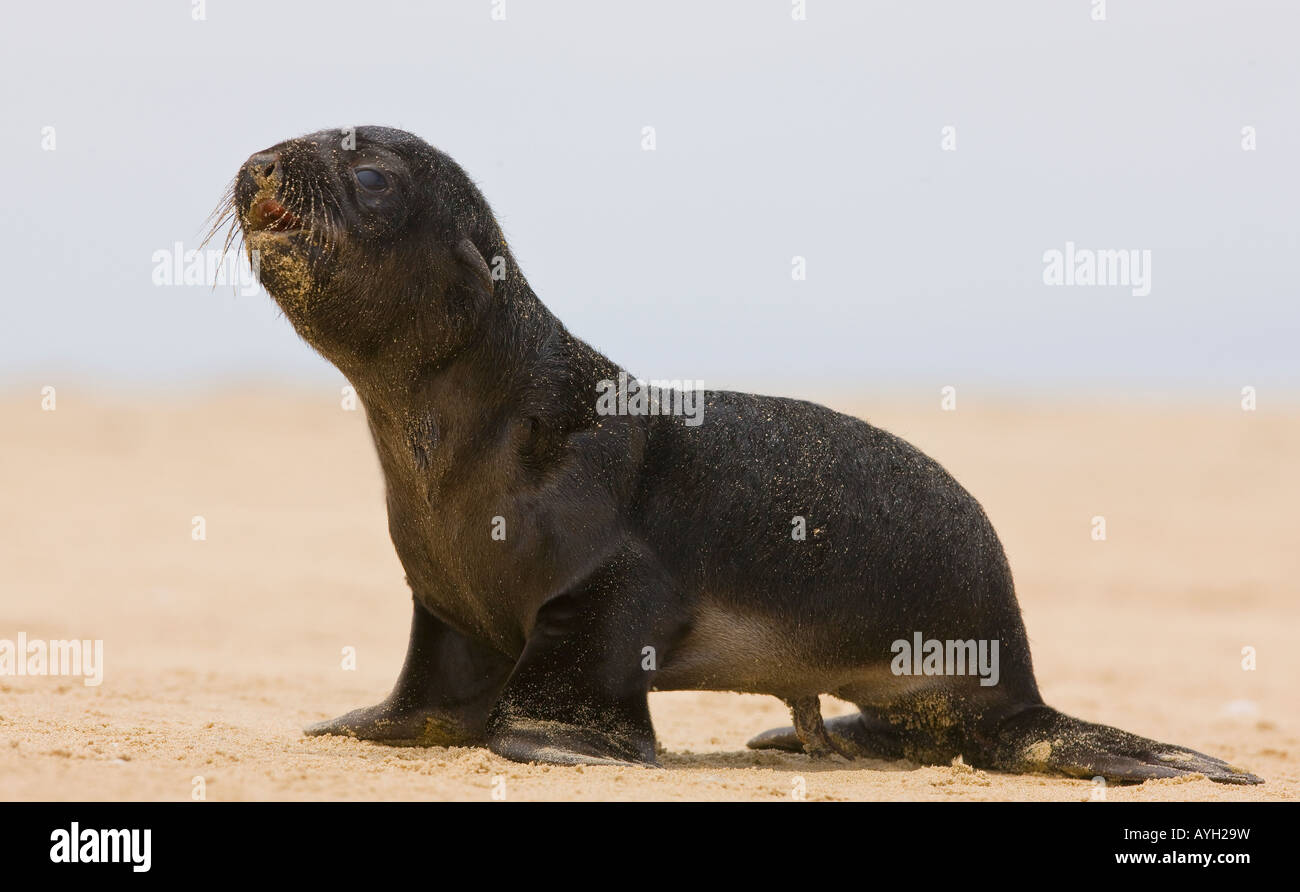Close up of baby South African Fur Seal, Namibia, Africa Stock Photo