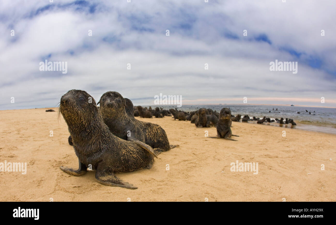 Close up of baby South African Fur Seals, Namibia, Africa Stock Photo