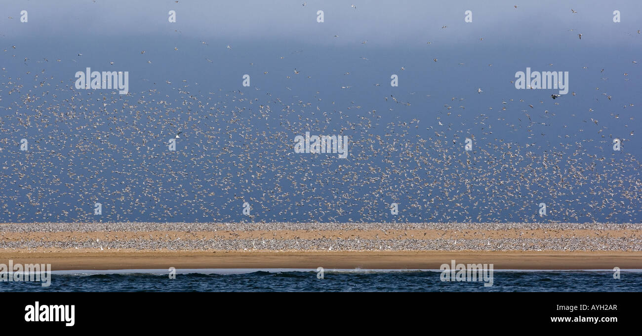 Flock of Damara Terns on coast, Namibia, Africa Stock Photo