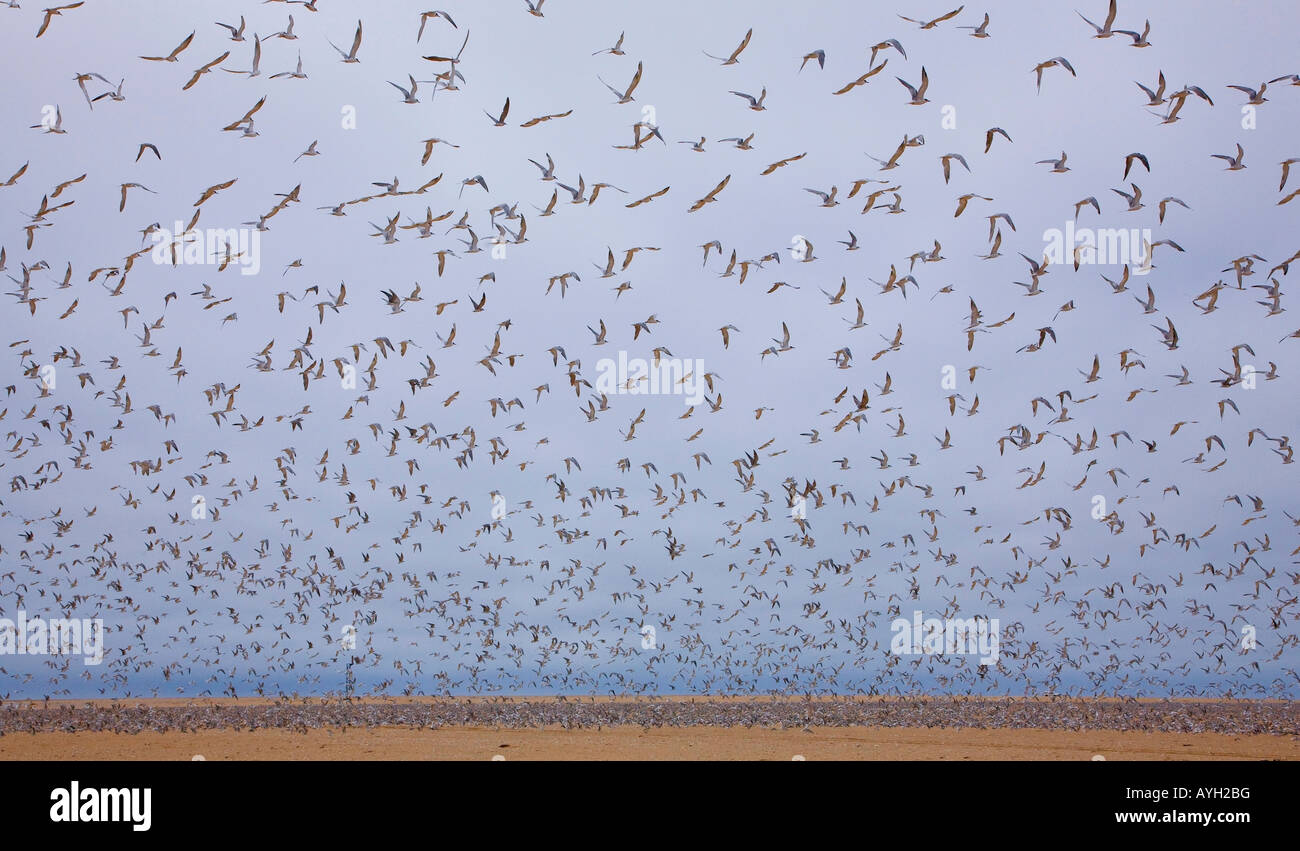 Flock of Damara Terns in flight, Namibia, Africa Stock Photo