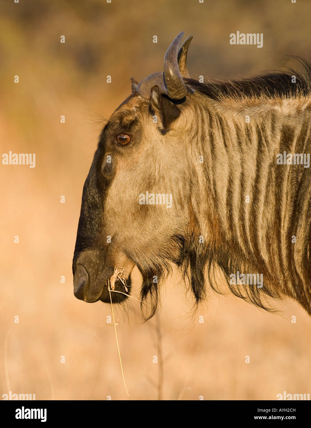 Close up of Blue Wildebeest (Brindled Gnu), Greater Kruger National Park, South Africa Stock Photo