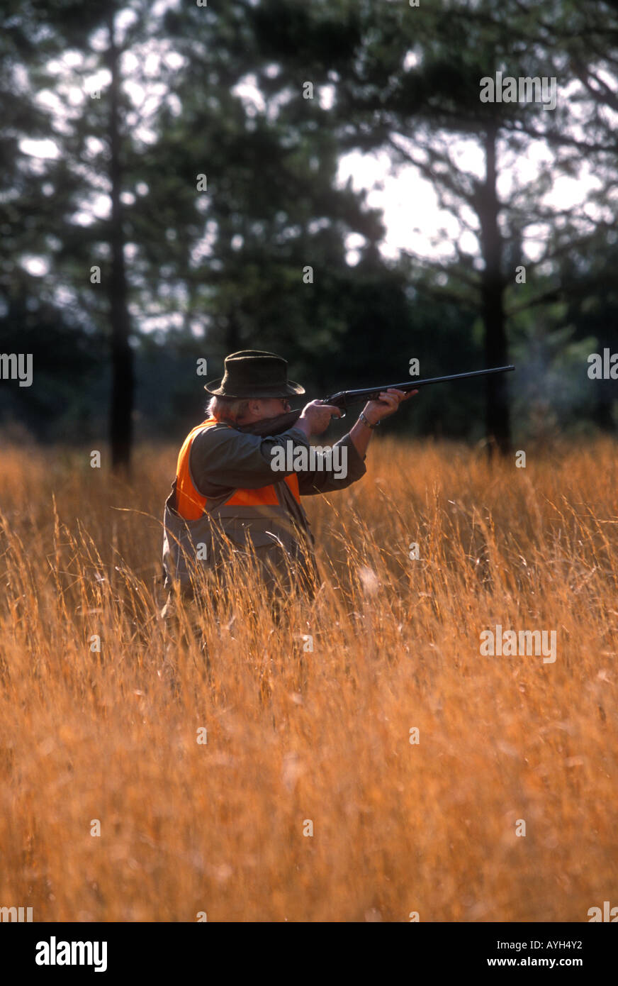 Hunter shooting for quail USA Stock Photo