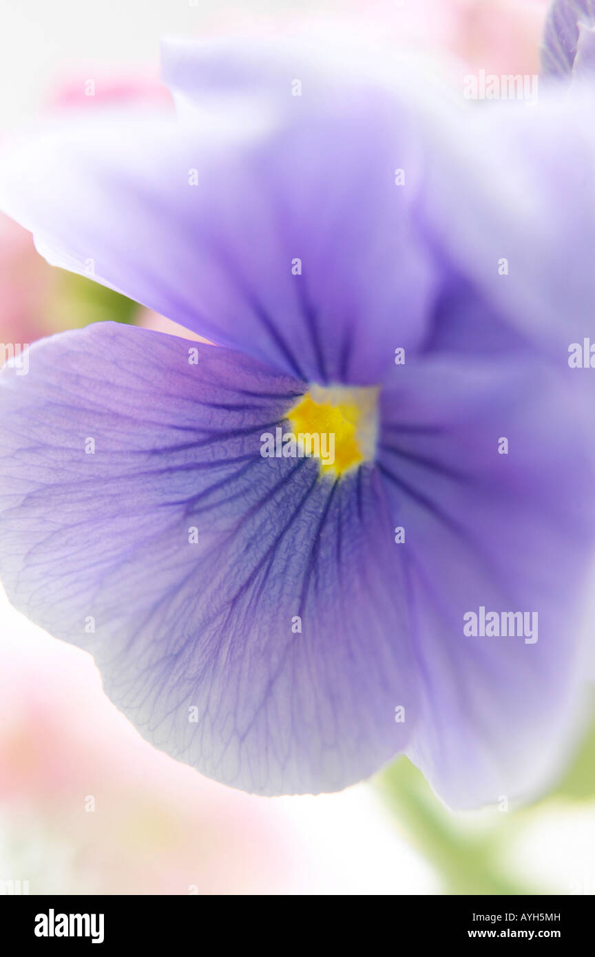 Close up of pansy or Viola Stock Photo Alamy