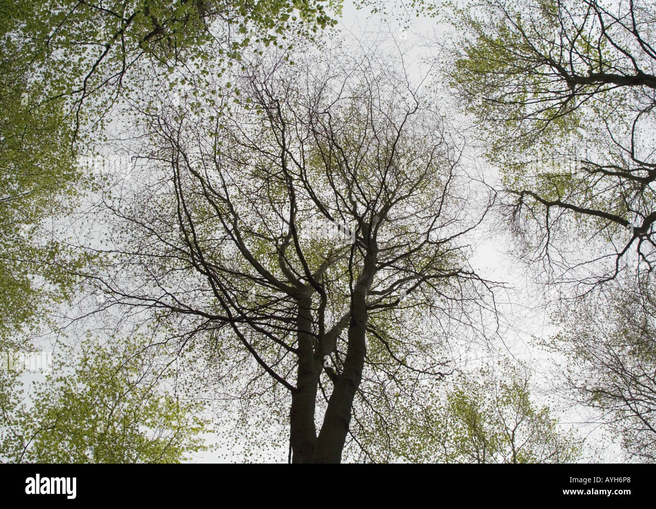 Canopy shyness tree hires stock photography and images Alamy