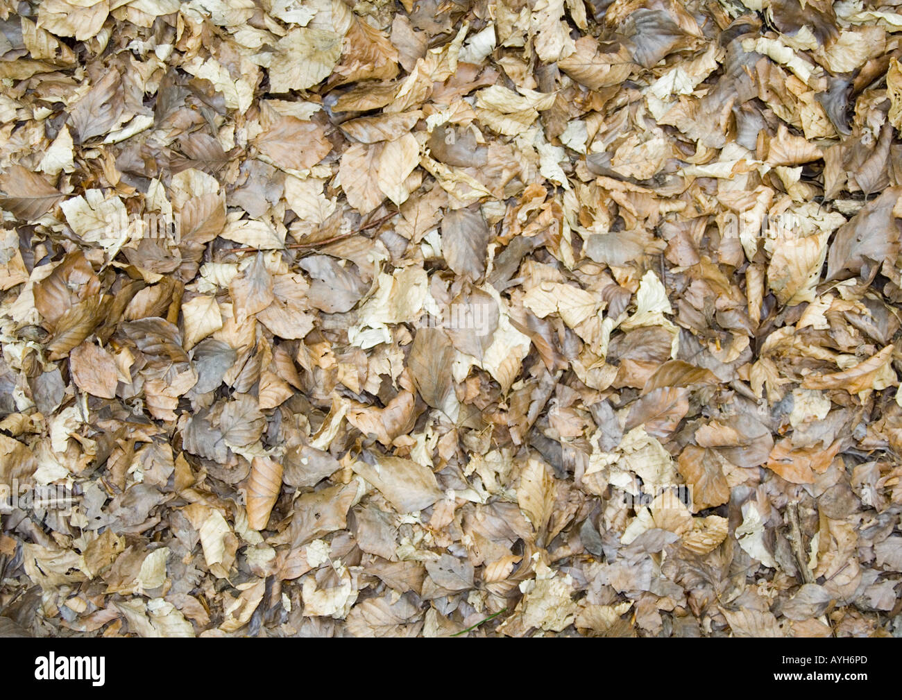 Random litter hi-res stock photography and images - Alamy