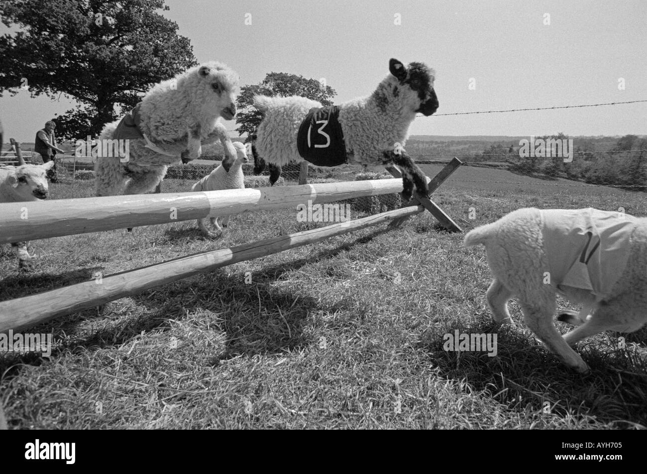 Woolly jumpers. Sheep racing over the sticks on Spring Bank Holiday in Sussex Stock Photo