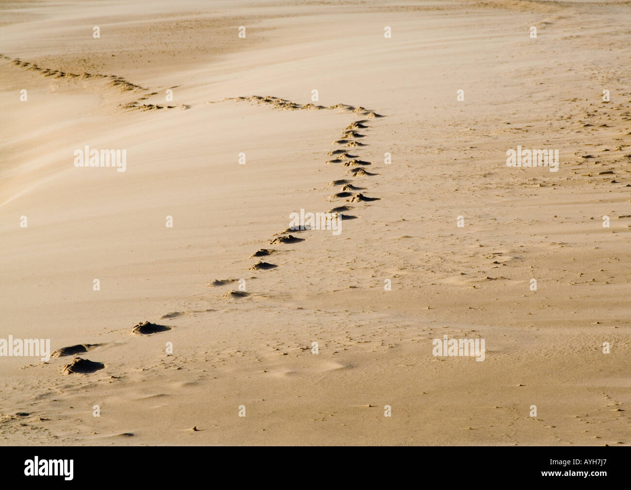 Foot Prints In The Sand moving away to the middle distance and then off to the left. Stock Photo
