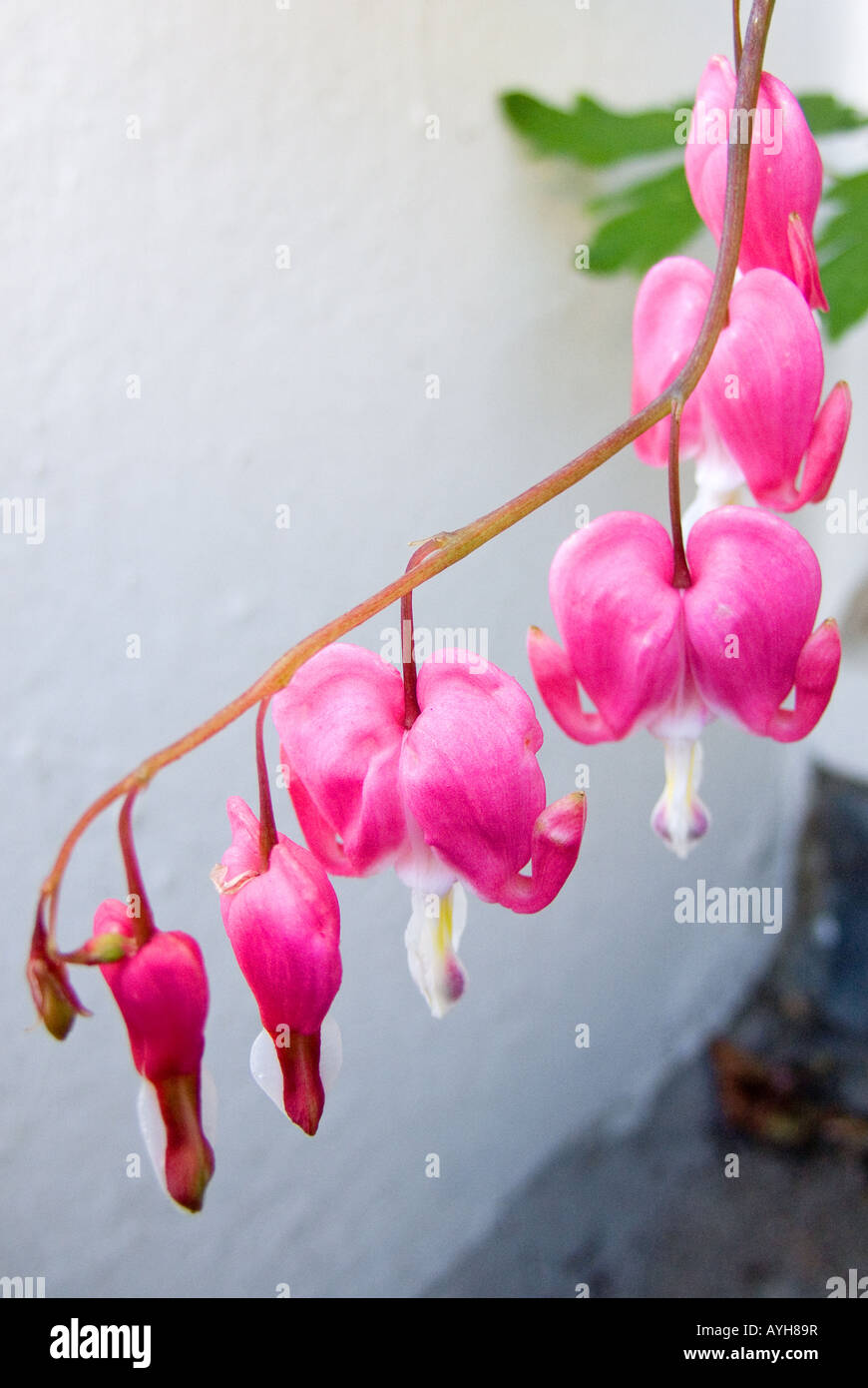 Bleeding Heart Dicentra spectabilis Stock Photo Alamy