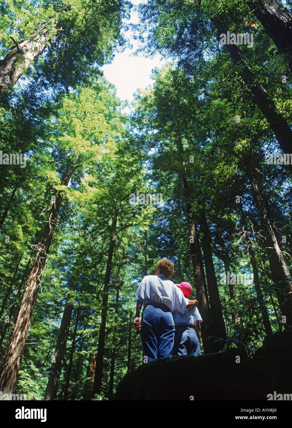 Mother and son standing under the tallest trees in the world, the Giant Sequoias in Northern California Stock Photo