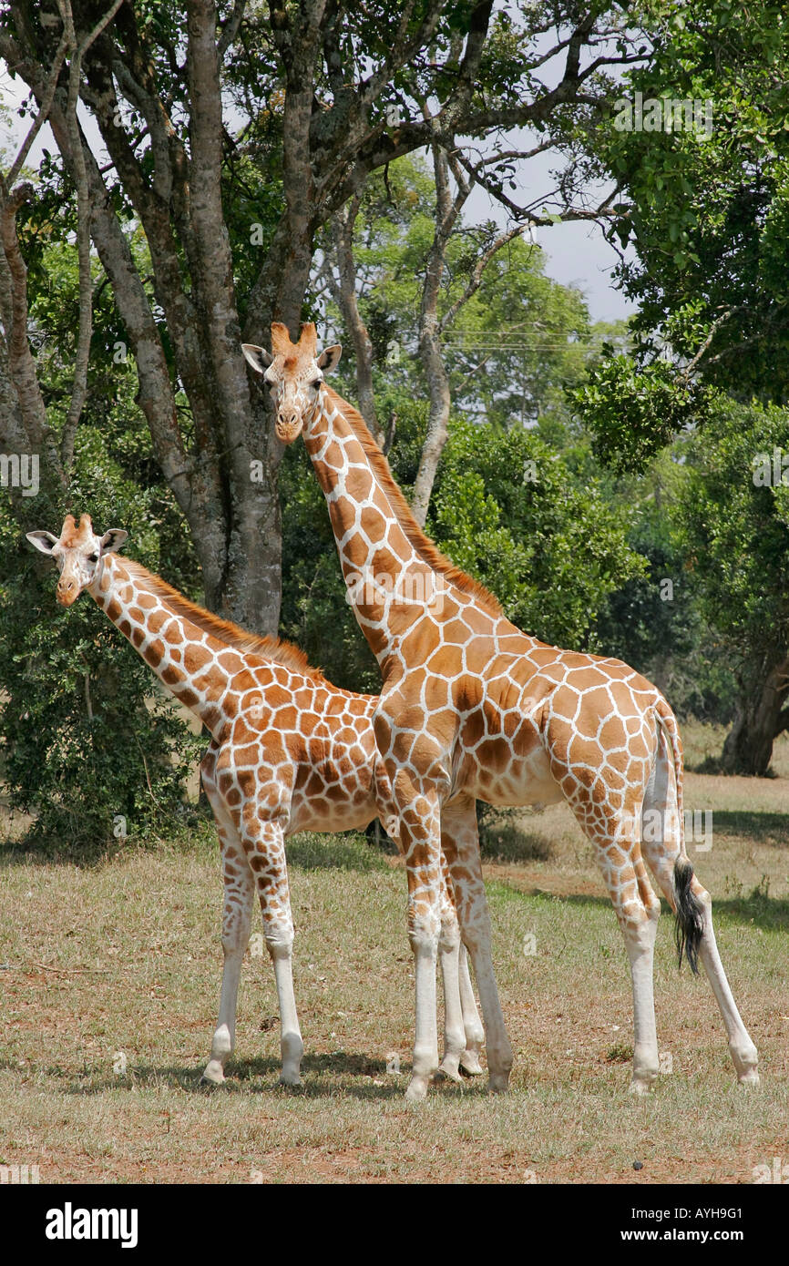 Adult and juvenile giraffes in African game park Stock Photo