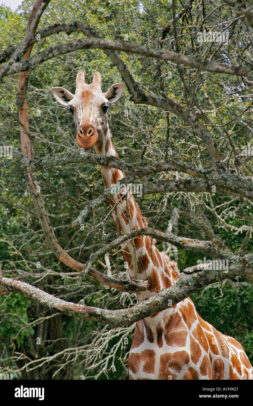 Adult giraffe in African game park Stock Photo
