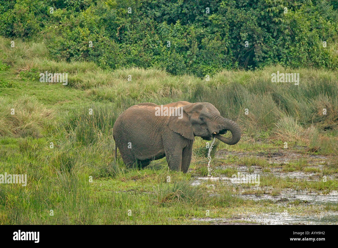 Elephant drinks from waterhold in African game park Stock Photo