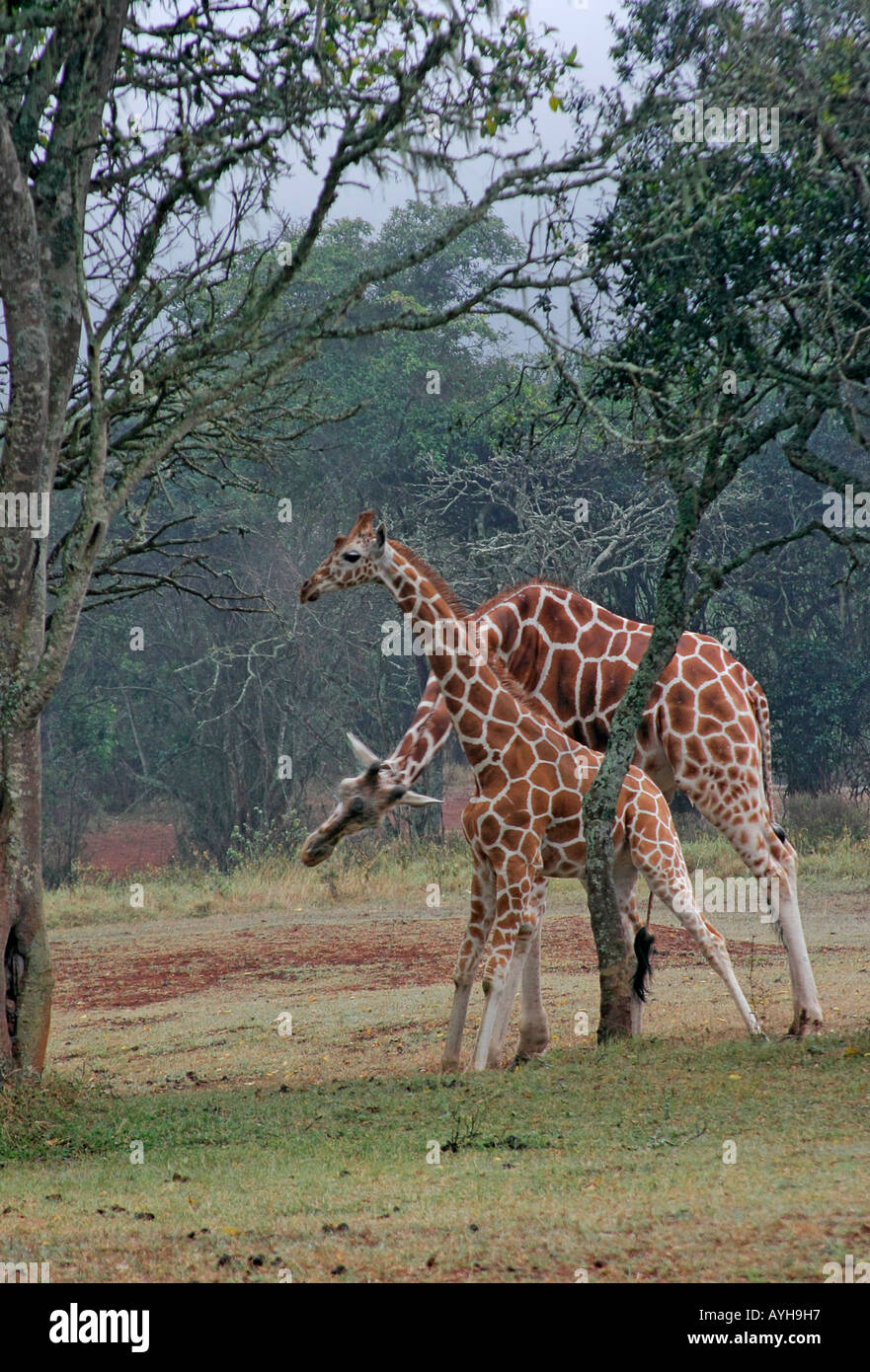 Adult and juvenile giraffes play fight in African game park Stock Photo