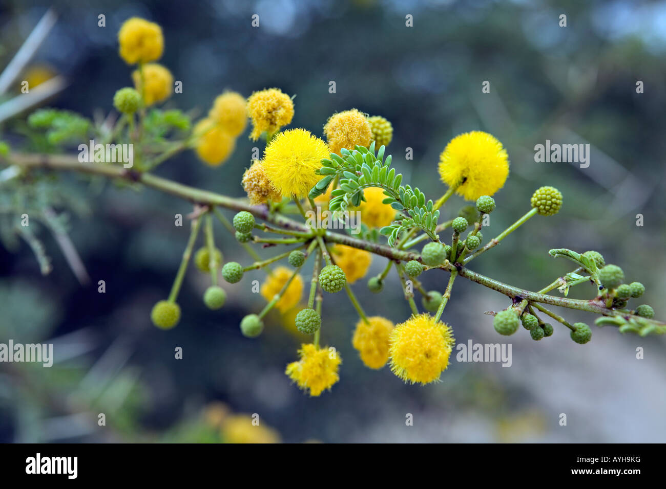 Acacia erioloba Camelthorn in bloom Damaraland Namibia Stock Photo
