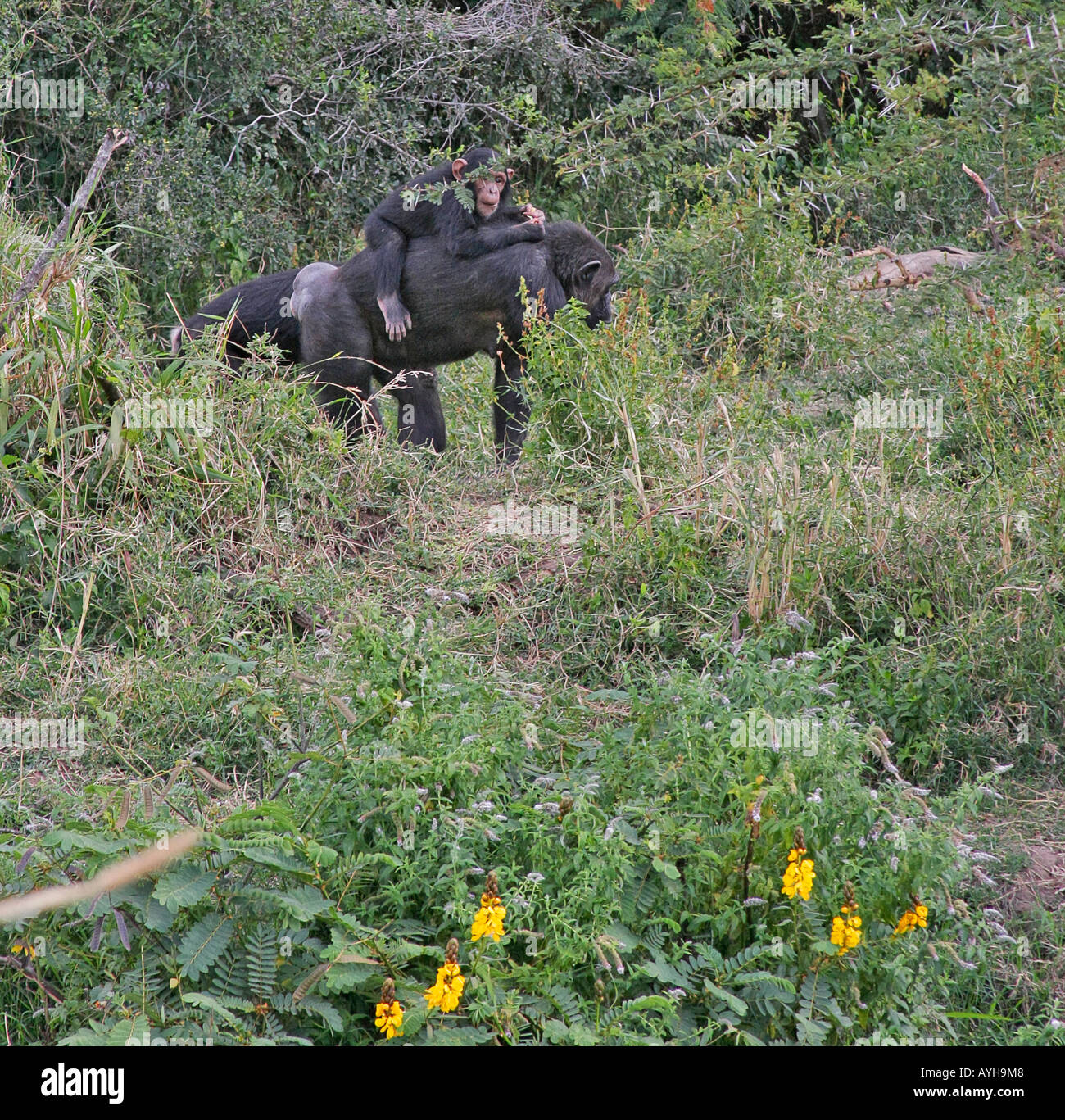 Chimpanzees on the move in Sweetwaters Chimpanzee Sanctuary at Ol Pejeta Conservancy Stock Photo