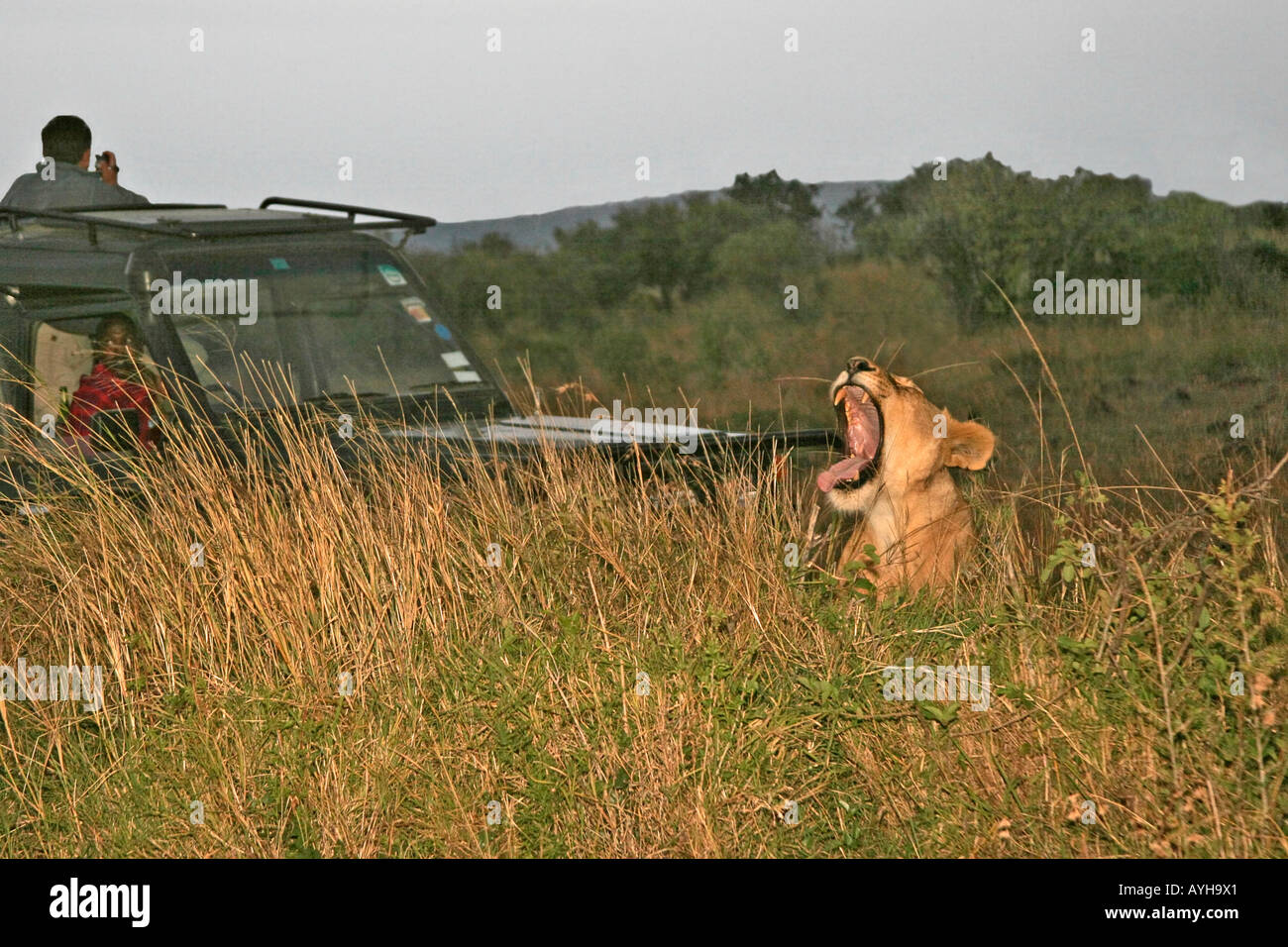 Yawning lion at sunset near Safari Jeep in Maasai Mara National Reserve game park in Kenya Africa Stock Photo