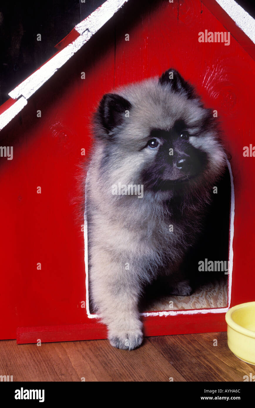 Keeshound puppy Stock Photo