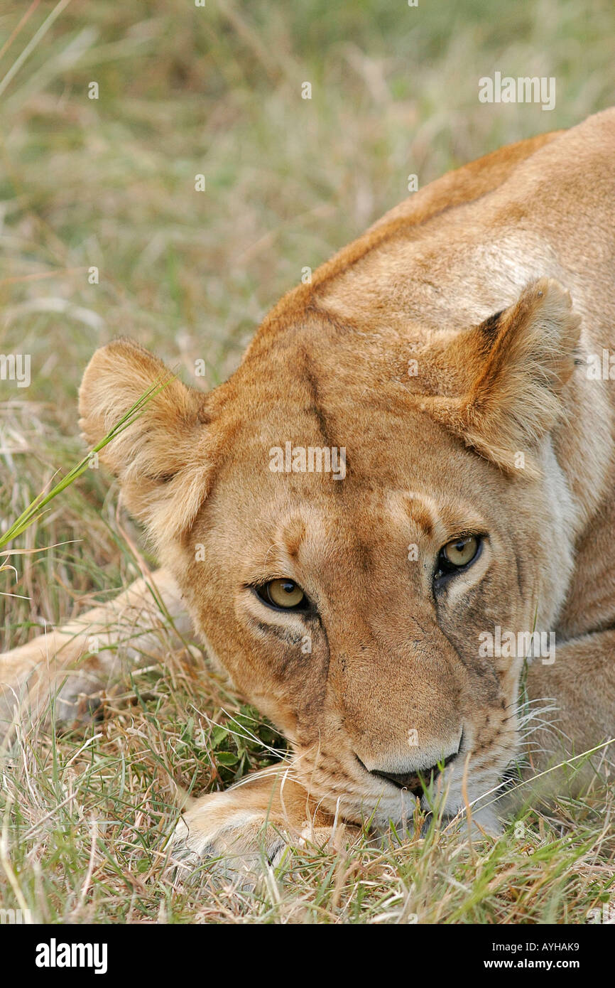 Lion Reclining High Resolution Stock Photography and Images - Alamy