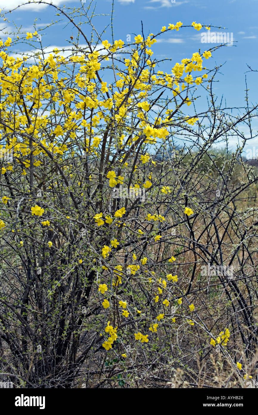 Rhigozum brevispinosum Western rhigozum shrub has large golden yellow trumpet-shaped flowers with broadly wavy petals Stock Photo