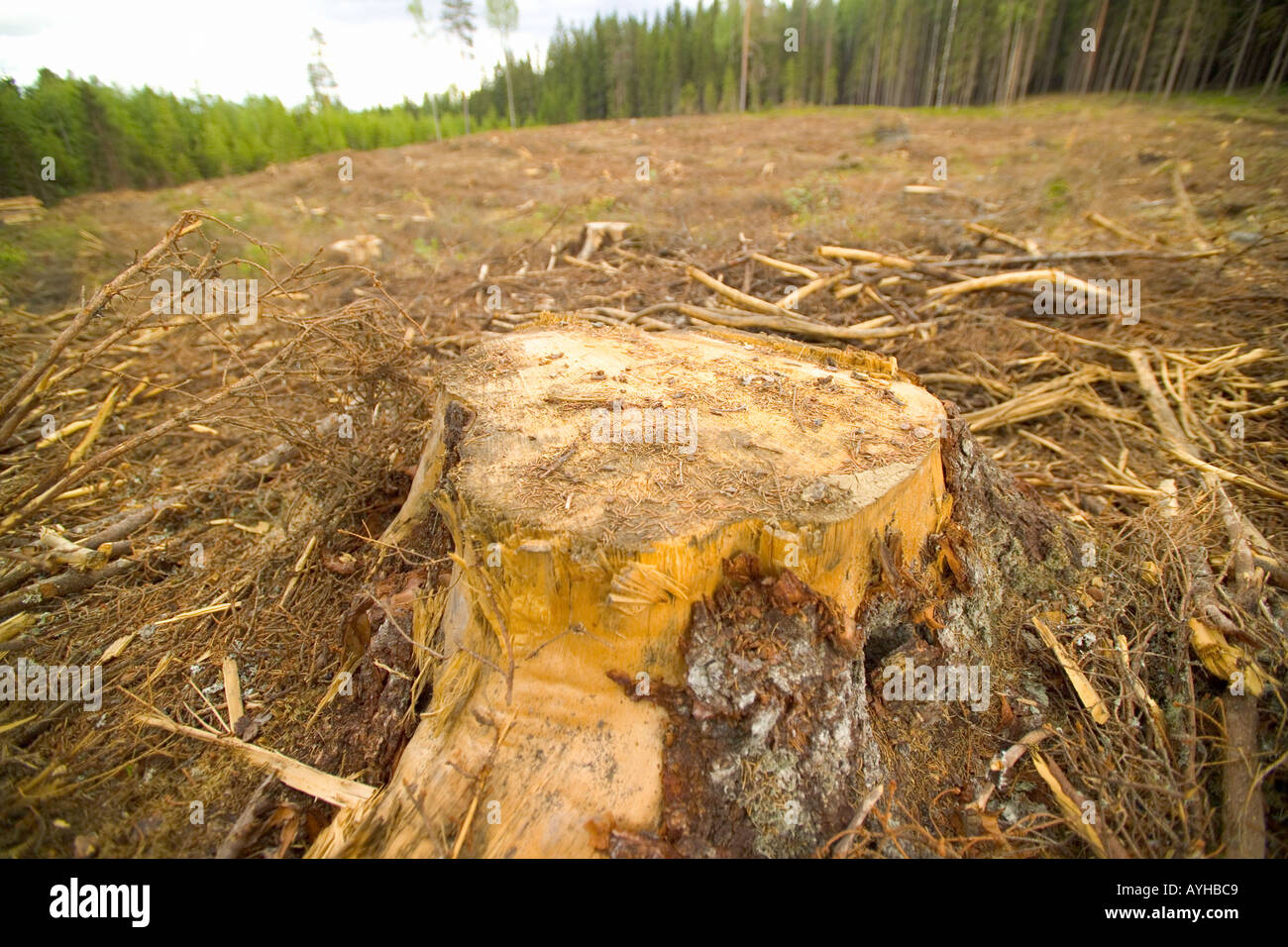 Logged Forest near Torsby in Varmland County Sweden Stock Photo - Alamy