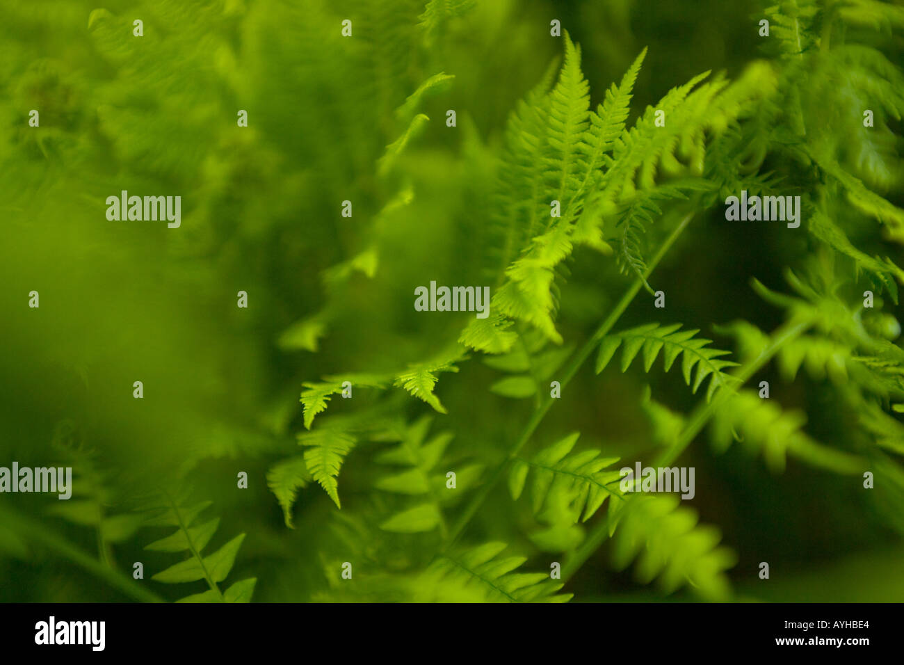 Close up fern hi-res stock photography and images - Alamy