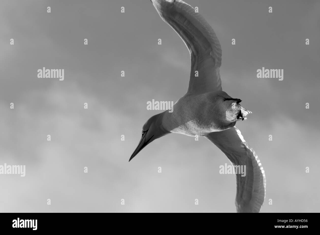 France a gannet northern morus bassan flying Stock Photo