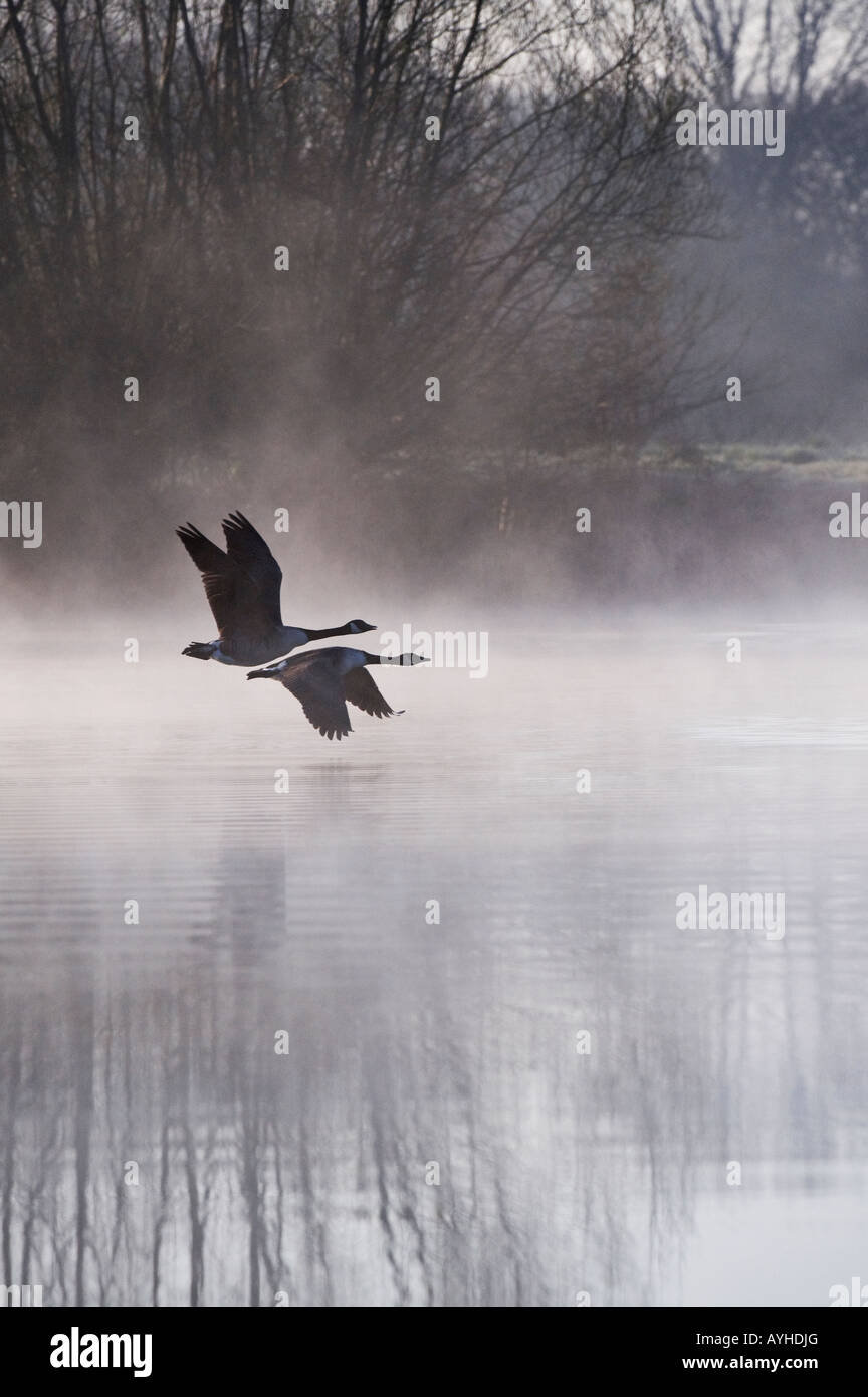 Branta canadensis. Canada geese flying through dawn mist. Oxfordshire, UK Stock Photo