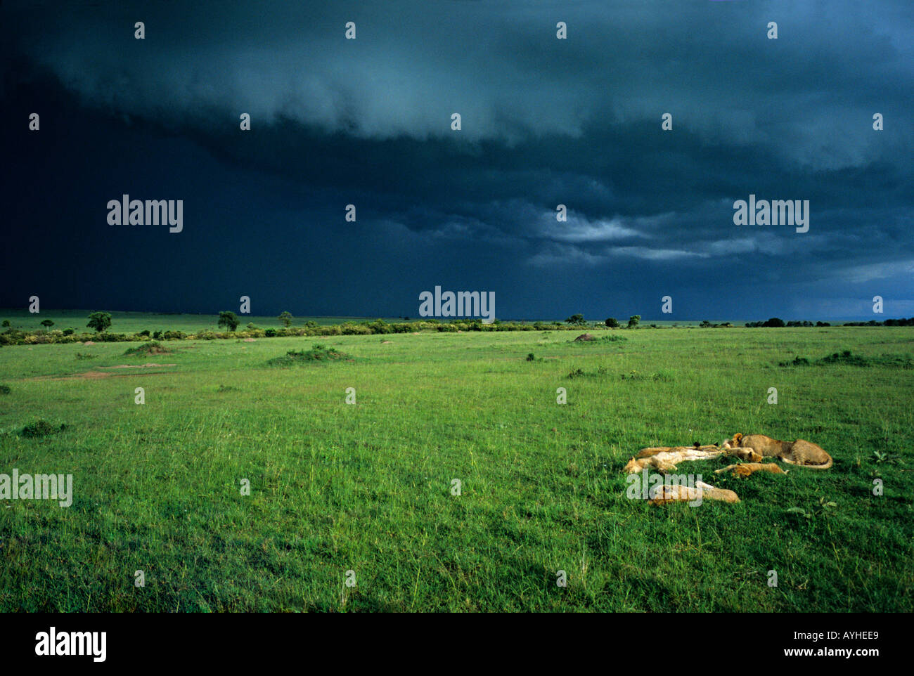 Sleeping pride lions masai hi-res stock photography and images - Alamy