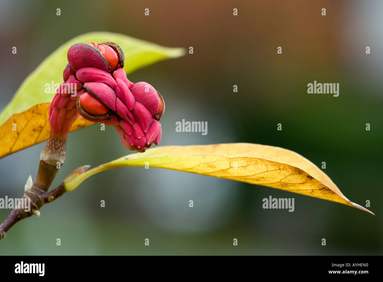 Magnolia seed pod with seeds emerging above autumn magnolia leaf Stock