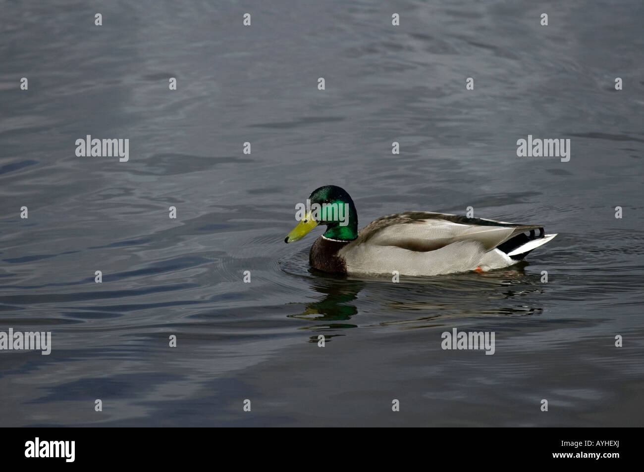 Male Mallard Duck (Anus platyrhnchos) on Dunsapie Loch, Edinburgh, Scotland, UK, Europe, Scotland Stock Photo