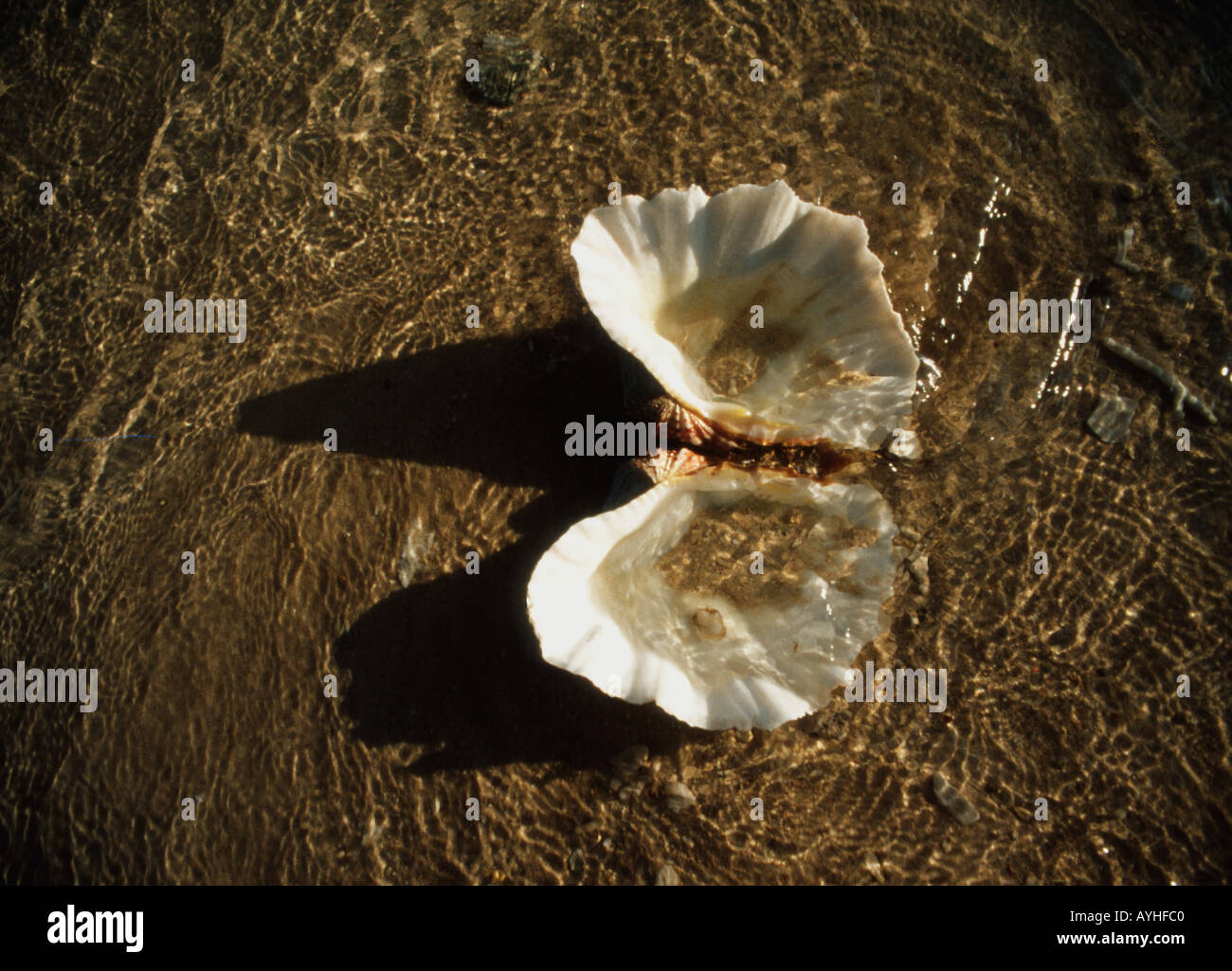 Sea shell open hi-res stock photography and images - Alamy