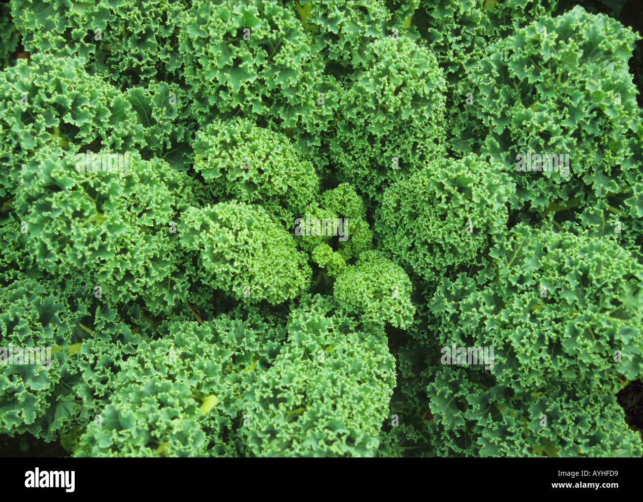 Curly kale, a member of the brassica family Stock Photo Alamy