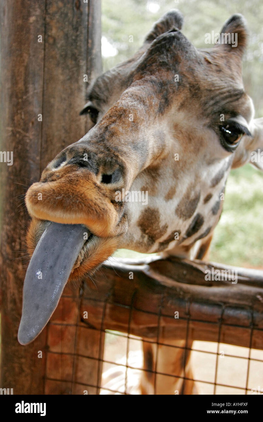 Giraffe at refuge near Nairobi Kenya Africa sticks out his long blue tongue Stock Photo