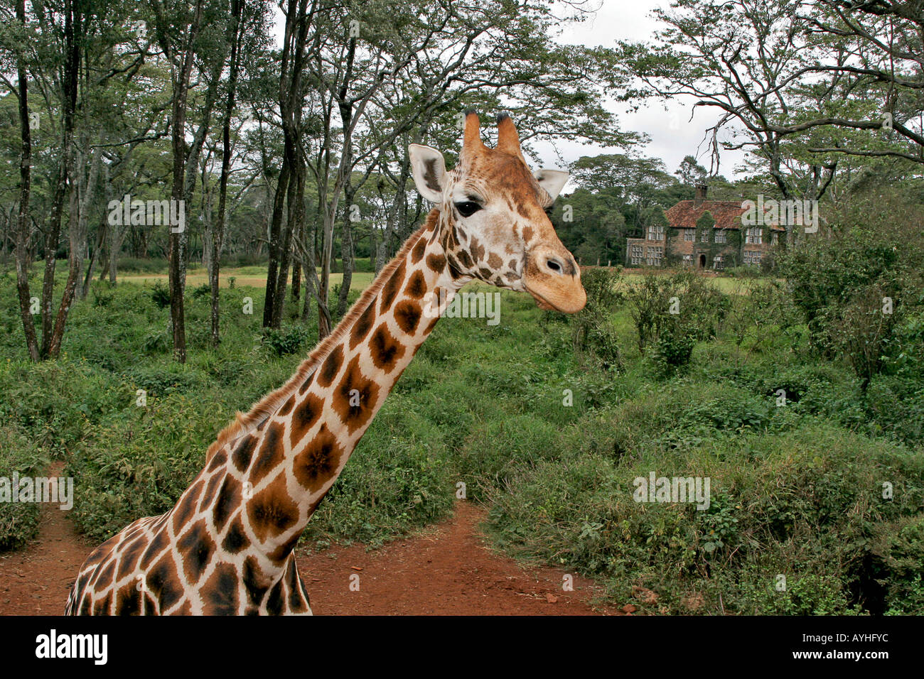 Giraffe at refuge near Nairobi Kenya Africa Stock Photo