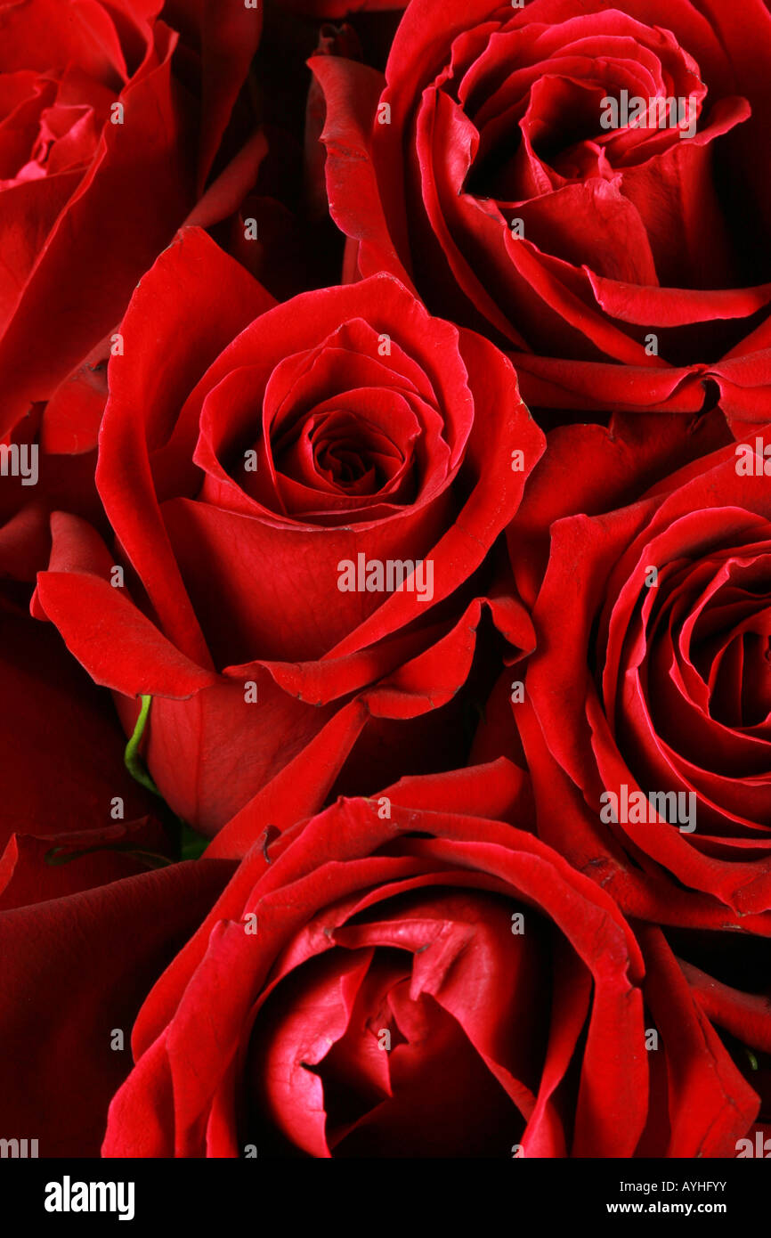 Deep red roses hi-res stock photography and images - Alamy