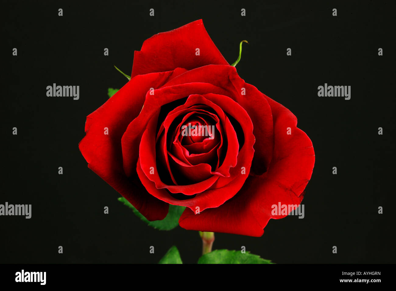 Single stem bright red rose with green leaves and black cut out