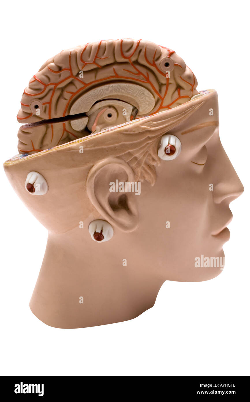Human Brain (Side View) Stock Photo