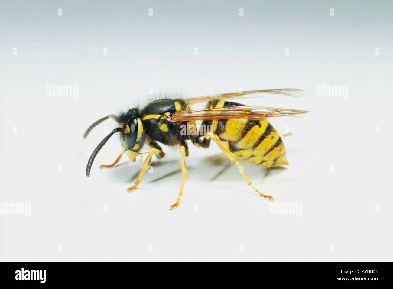 Profile of wasp Stock Photo