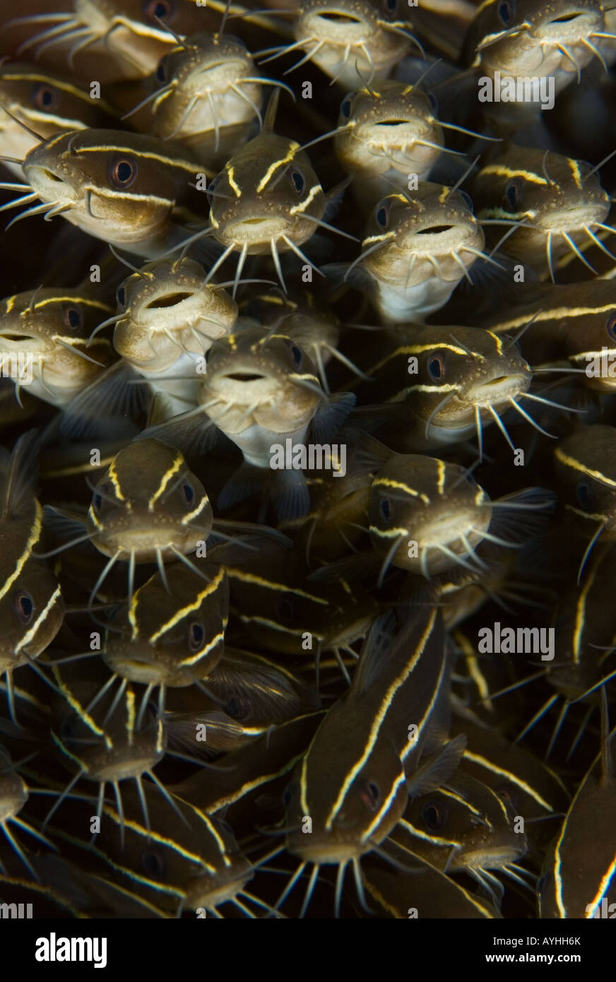 Schooling juvenile striped eel catfish Plotosus lineatus Tulamben Bali