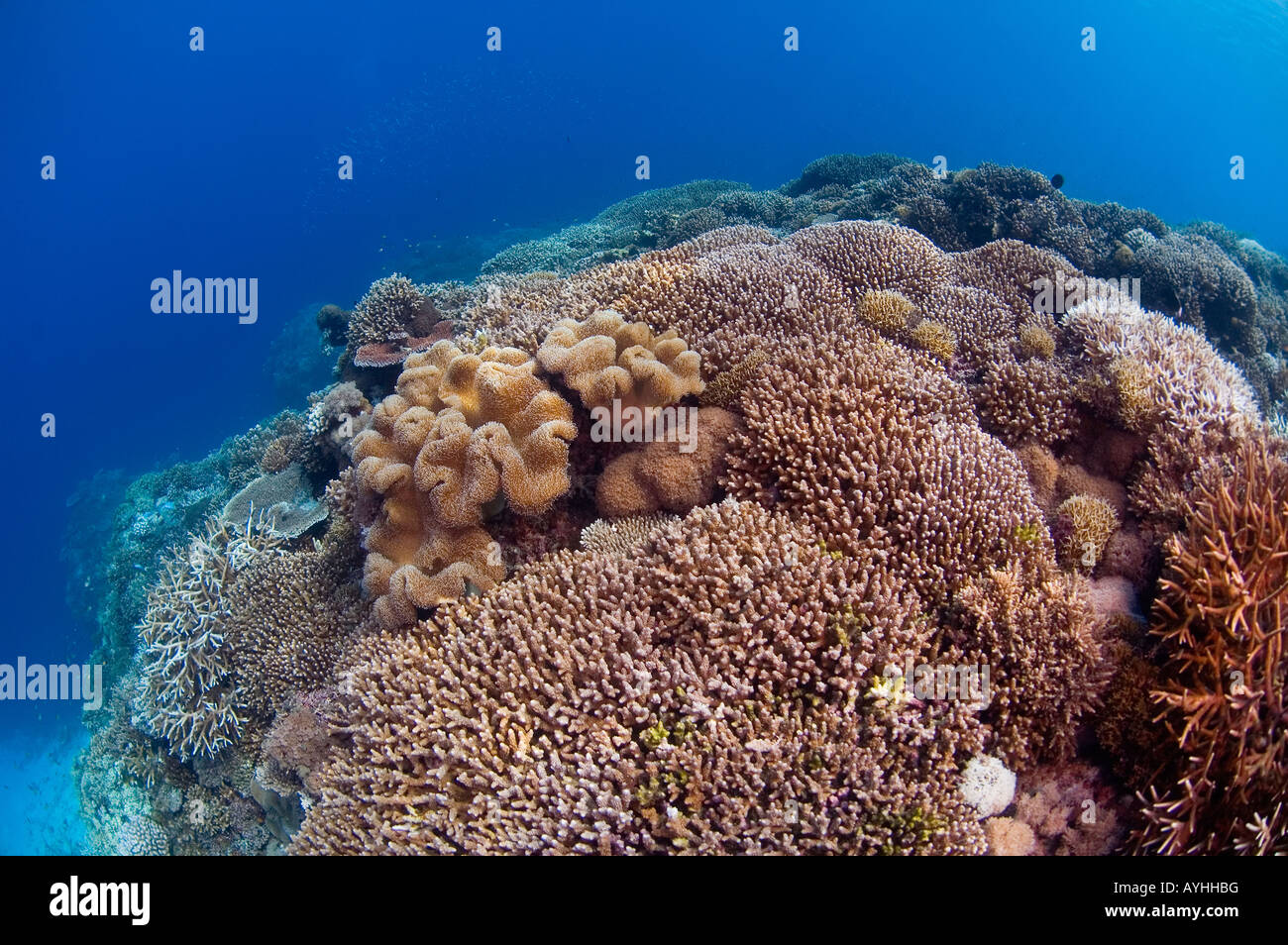 Healthy hard coral reef scene with several species of hard coral including Staghorn Acropora sp and Table Porites sp Layang Stock Photo