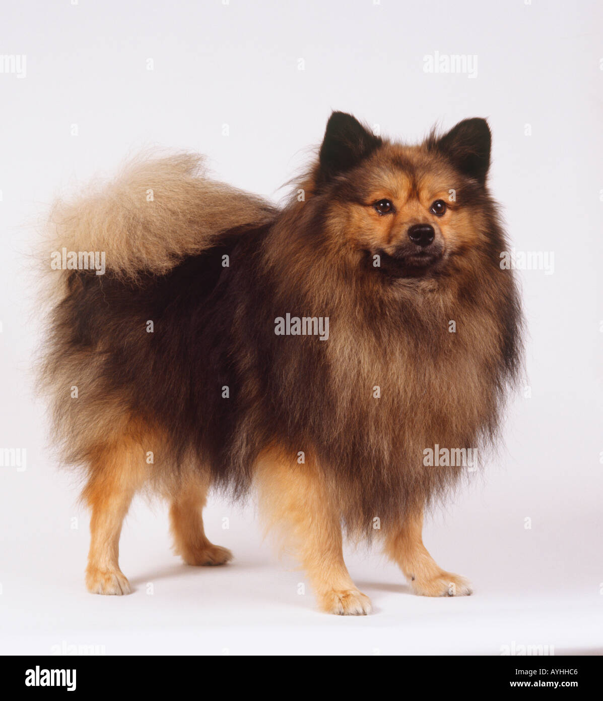 German spitz mittel hi-res stock photography and images - Alamy