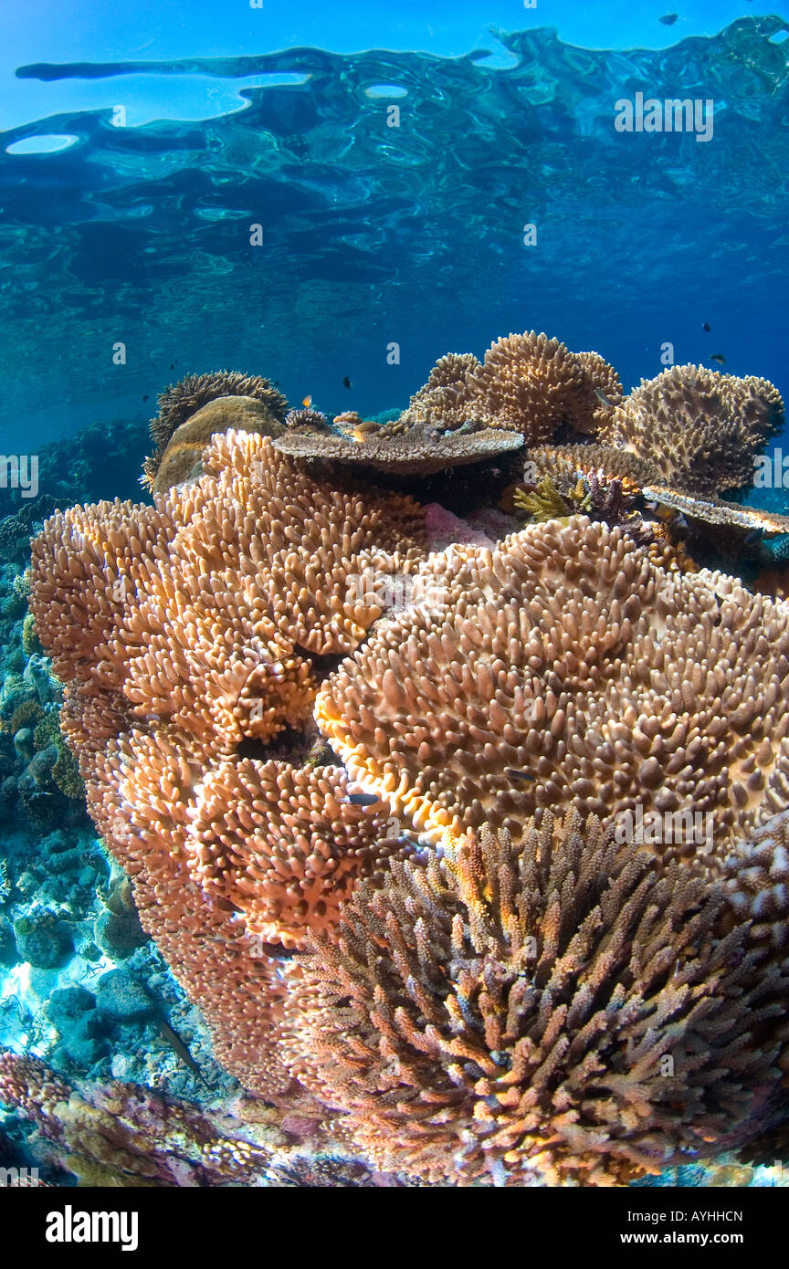 Healthy hard coral reef scene with several species of hard coral
