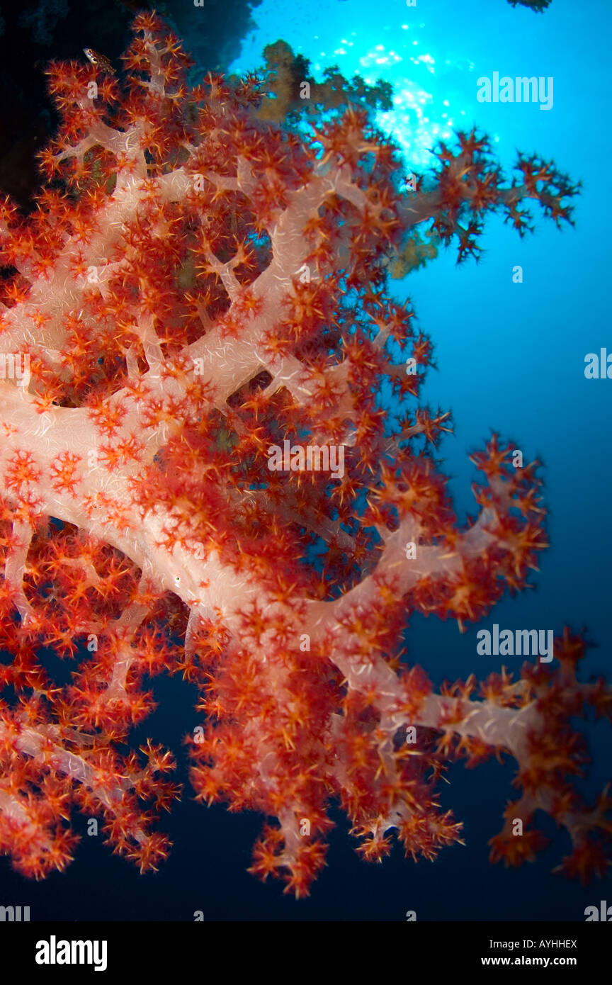Soft coral Dendronephthya sp in a deep blue sea Layang Layang atoll Sabah Borneo Malaysia South China Sea Pacific Ocean Stock Photo
