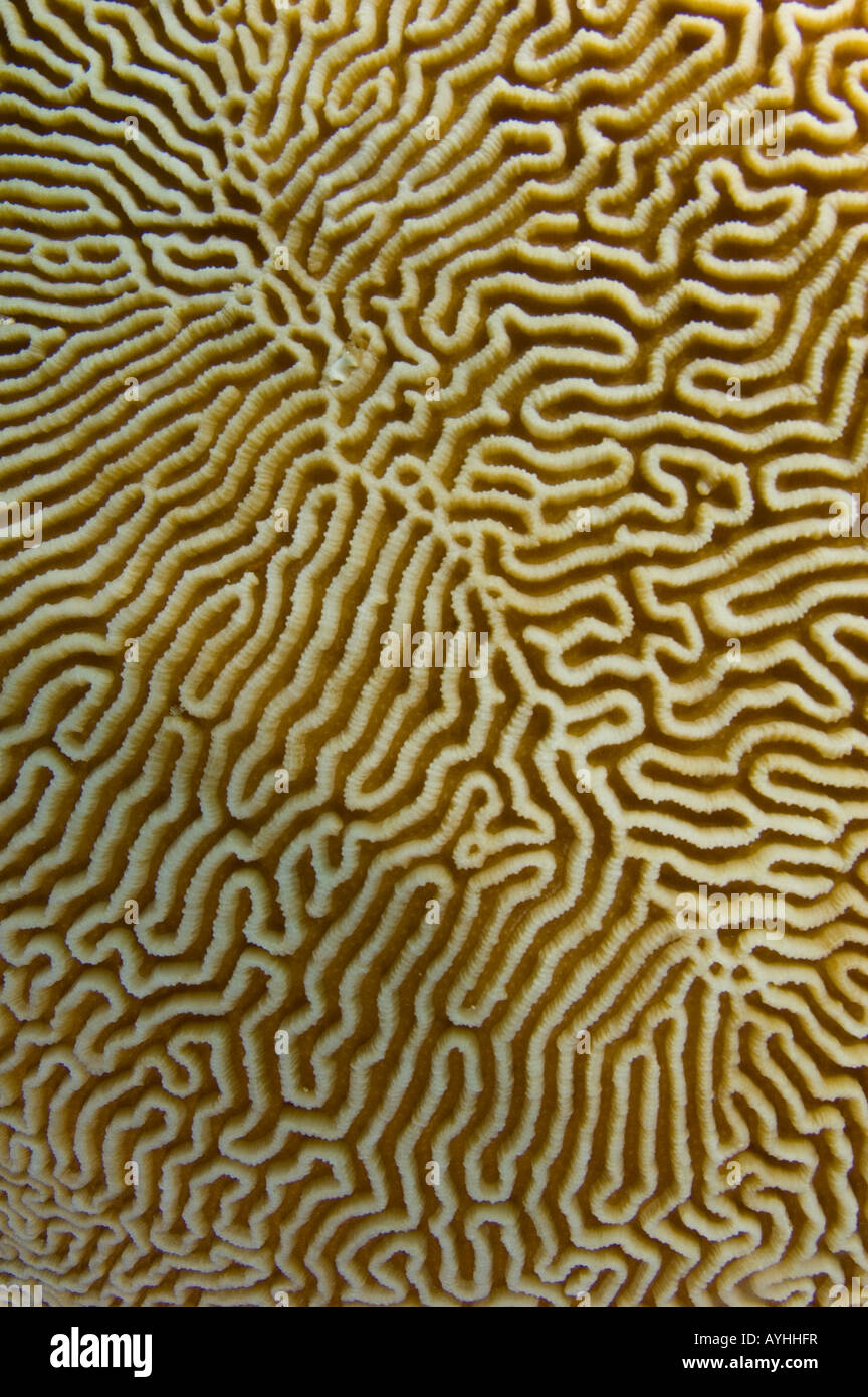 Brain Coral detail Platygyra sp Layang Layang atoll Sabah Borneo Malaysia Pacific Ocean Stock Photo