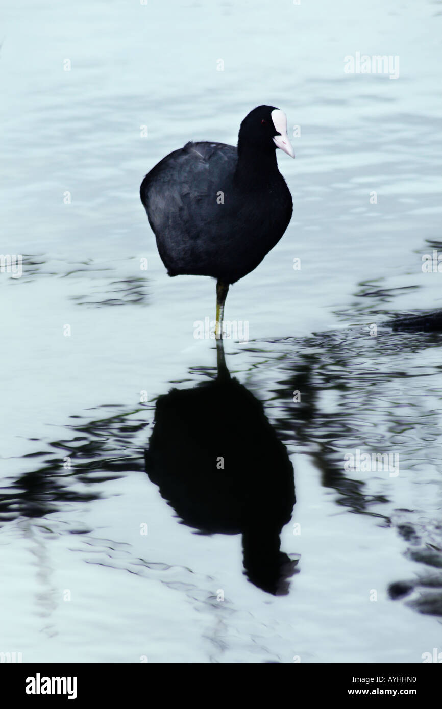 coot stood in water on one leg Stock Photo