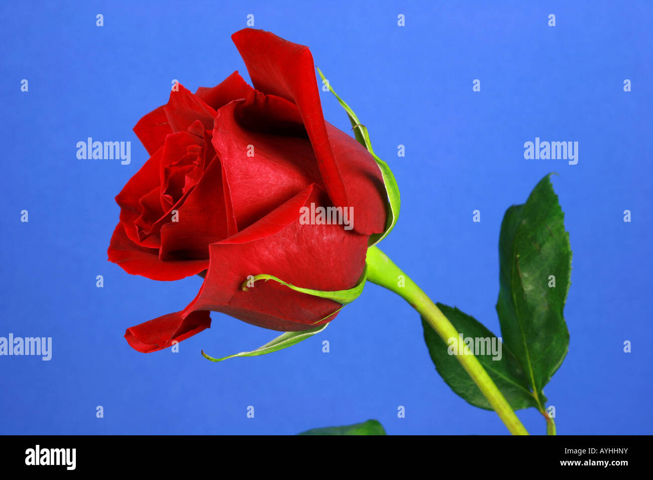Single stem bright red rose with green leaves and blue cut out background Stock Photo