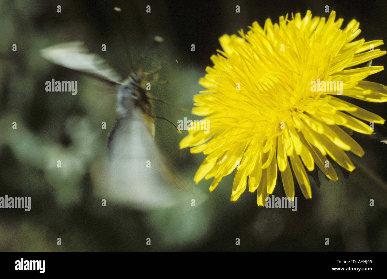 Schmetterling im Anflug auf Loewenzahnbluete Stock Photo